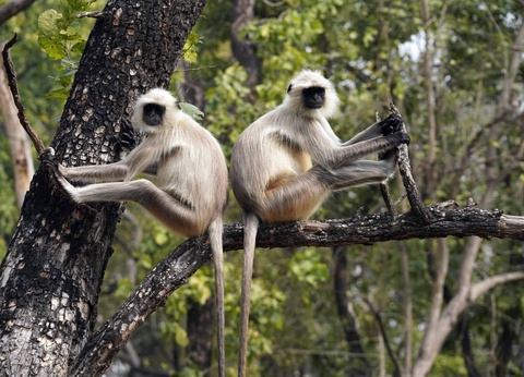 Circuit L'appel de la jungle : sur les traces du tigre du Bengale **** - 6