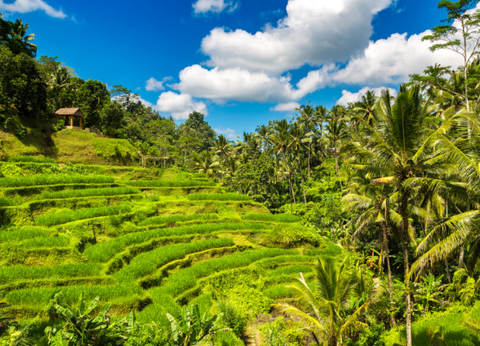 Circuit Au Coeur de Bali - 24