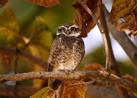 Circuit L'appel de la jungle : sur les traces du tigre du Bengale **** - 3