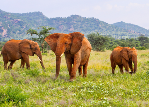 Circuit Safaris de Légende - 4