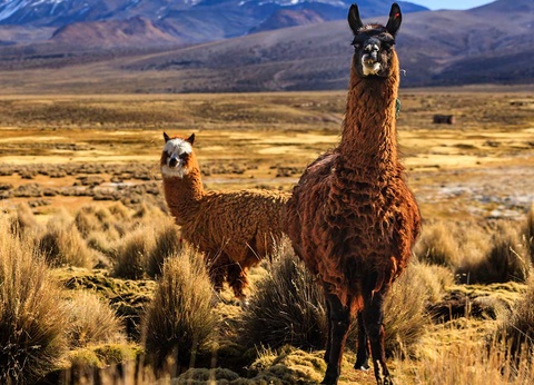 Circuit Fabuleux Pérou et Extension en Bolivie - 13