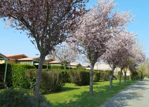 Flower Camping L'Abri-Côtier, 3* - 9