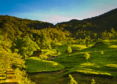 Circuit Merveilles du Kerala en Privatif - 7