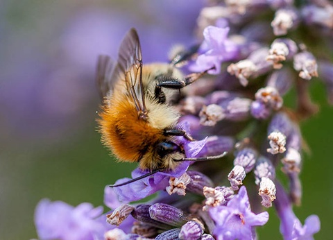 Circuit Pépites du sud au départ de Figari - 4