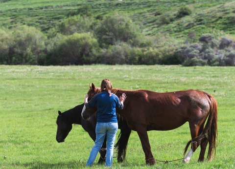 Circuit Grande transhumance automne - 5