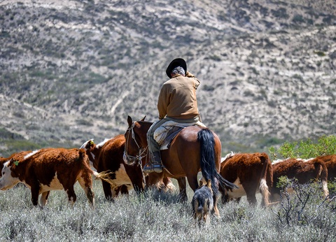 Tango, Iguazu et glacier - 10