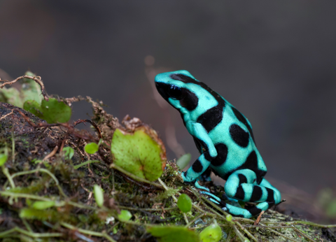 Circuit Joyaux Verts d'Amérique Centrale : du Costa Rica au Panama - 6