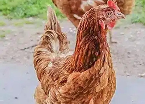 Camping Domaine de l'Ubaye, 5* - 38