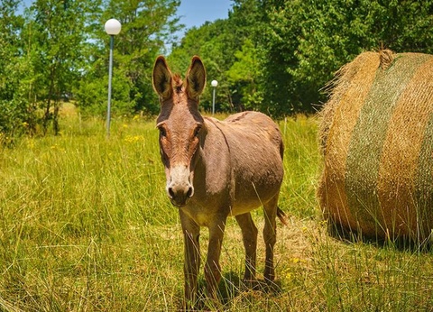 Camping Le Chêne Vert, 4* - 39