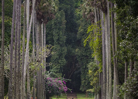 Circuit Les Incontournables du Sri Lanka et Extension Anantaya Resort & Spa 5*nl - 25