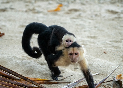 Circuit Immersion au Costa Rica - 10