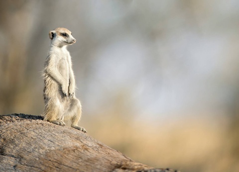 Circuit Essence de l'Afrique du Sud : du Cap aux terres sauvages **** - 9