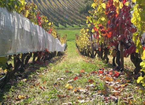 Camping Le Moulin De Bidounet, 3* - 41