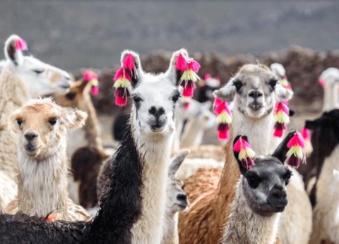 Circuit Privatif L'Eveil Inca - 2