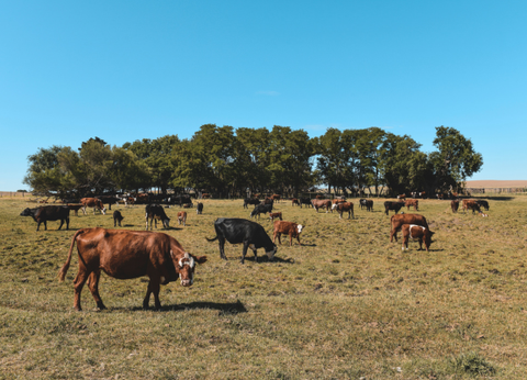Circuit Grand Tour Argentin, Terre de Feu, les Andes et Iguazu - 20