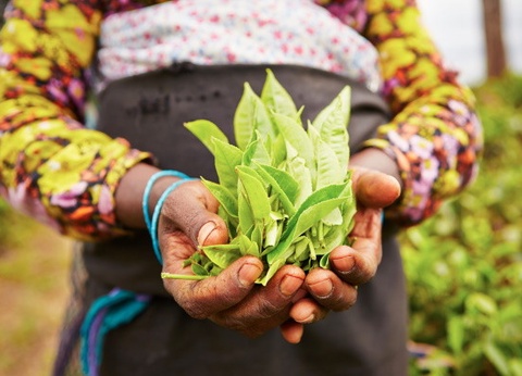 Circuit Splendeurs Insolites de Ceylan - 17