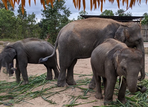 Circuit Découverte du Siam + Extension à Cha Am-Hua Hin Hôtel Veranda resort 4* - 9