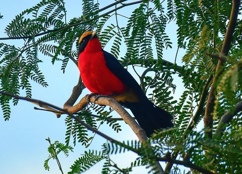 Combiné Circuit Le Sénégal Authentique 3* et Ôclub Experience African Village Bougainvillées 3* - 6