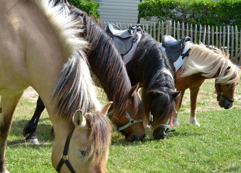 Camping L'Abri des Pins, 4* - 136