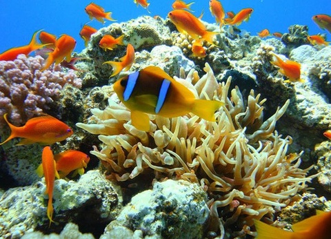 Hôtel Pickalbatros Dana Beach Resort 5* - 12