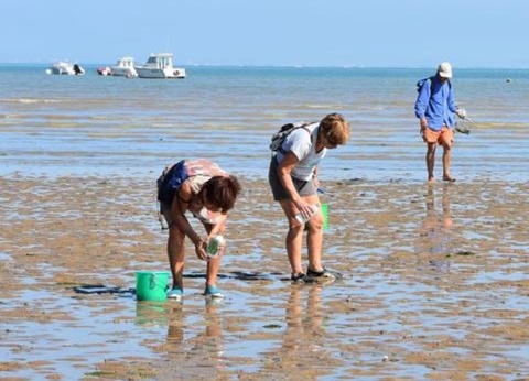 Flower Camping L'Abri-Côtier, 3* - 269