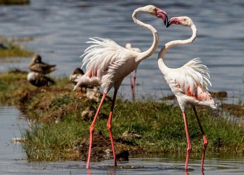 Camping La Grange Neuve, 3* - 45