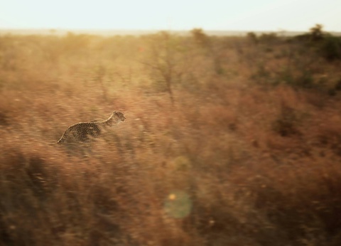 Circuit Essence de l'Afrique du Sud : du Cap aux terres sauvages **** - 14
