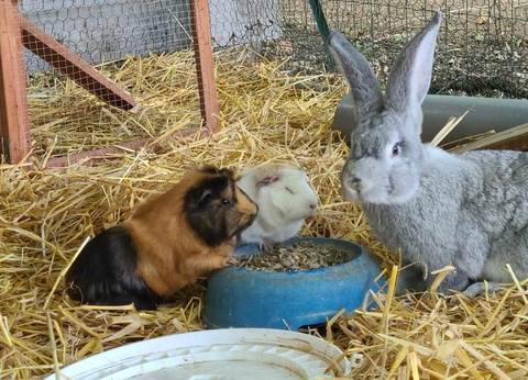 Camping Domaine Du Bois Coquet, 3* - 28