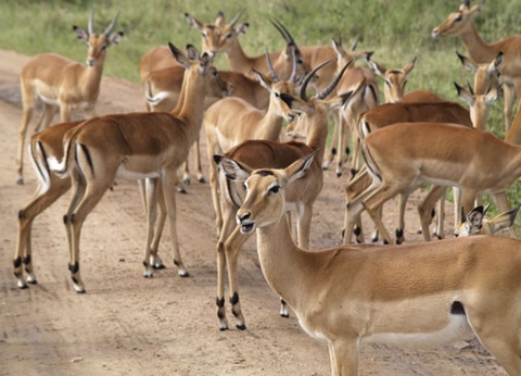 Circuit Safari Express, lacs et savane du Kenya - 21