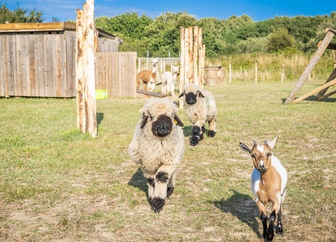 Camping Les Pirons 5* - 19