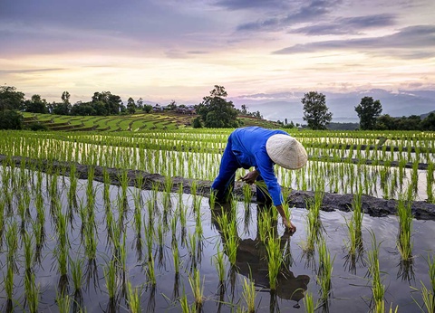 Circuit Saveurs vietnamiennes - 3