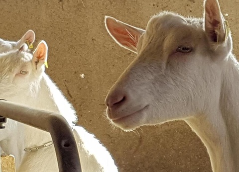 Flower Camping la Pinède, 4* - 20