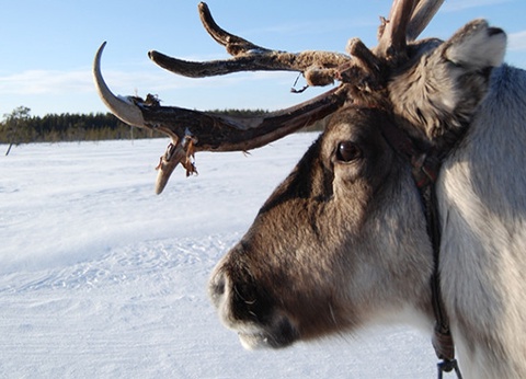 Club Jumbo Santa's Hotel Tunturi Laponie (demi-pension, activités incluses) - 24