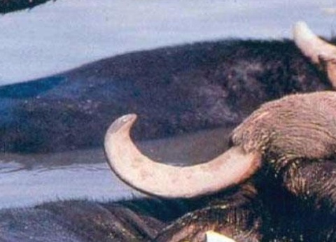 Camping Village Paestum, 4* - 56