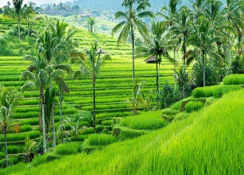 Circuit Privatif Découverte des Splendeurs Balinaises 3* - 7