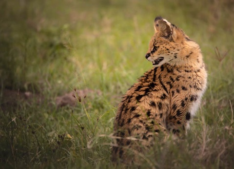 Circuit Safari Bahashishi - 11