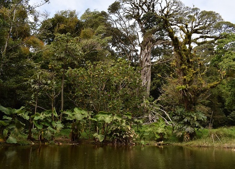 Circuit entre Jungles et Forêts du Costa Rica + extension Playa Samara - 16