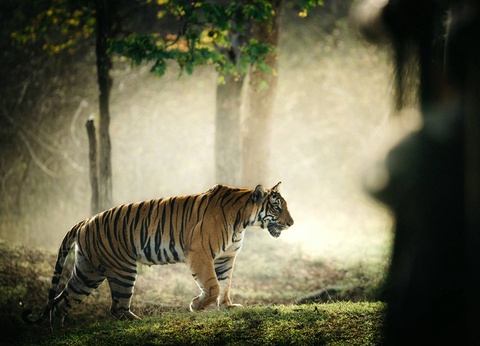 Circuit L'appel de la jungle : sur les traces du tigre du Bengale **** - 9