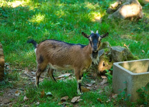 Flower Camping les Nauves, 3* - 16