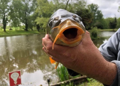 Camping les Etangs du Plessac 4* - 36