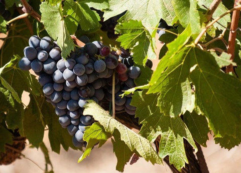 Camping Le Pansard, 4* - 38