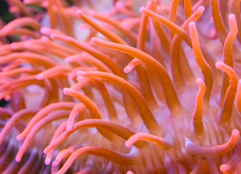 Séjour familial avec entrée à l'Aquarium Nausicaa - 3* - 31