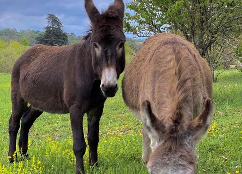 Camping Les Lacs d'Armagnac, 4* - 60