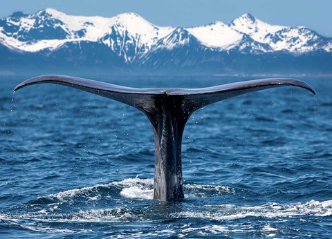 Circuit Îles Lofoten, fjords et baleines - 2