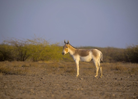 Circuit Villages du Rajasthan et Gujarat - 9