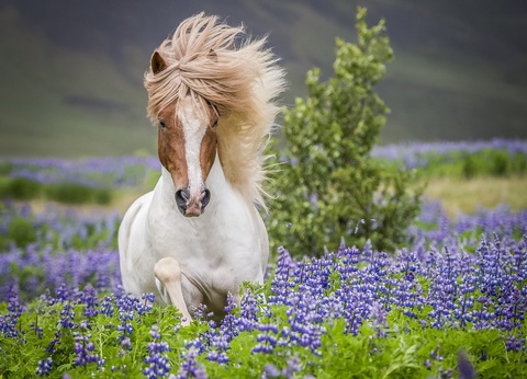 Autotour Merveilles du nord islandais 8 jours / 7 nuits - 17