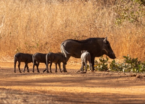 Circuit Beautés et sensations en pays Bassari *** - 13