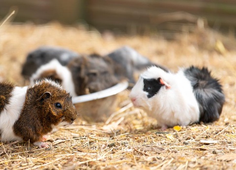 Camping Les Carolins, 3* - 75