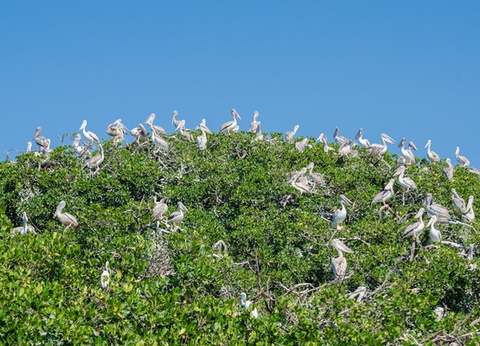 Circuit Beautés du Sénégal et balade avec les lions de Fathala - 10