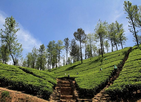 Circuit Découverte du Sri Lanka - 12